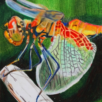 drawing of an insect