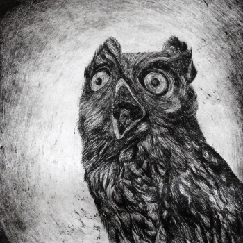 drawing of an owl