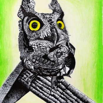 drawing of an owl